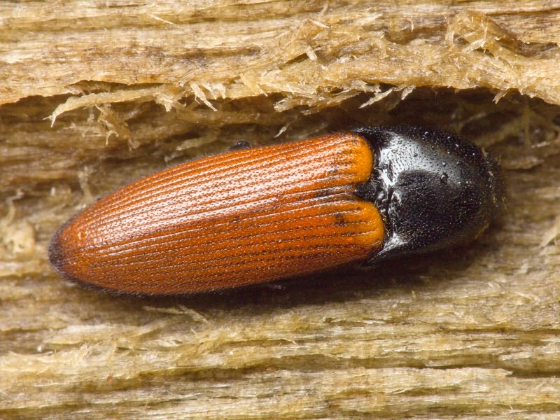 Ampedus (Ampedus) glycereus (Herbst, 1784)